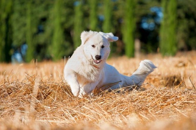 Good polar bear - such is the Maremma Abruzzi Shepherd dog before those who see it for the first time. A calm and noble dog, with dignity controlling its enormous strength, causes respect Good polar bear - such is the Maremma Abruzzi Shepherd dog before those who see it for the first time. A calm and noble dog, with dignity controlling its enormous strength, causes respect