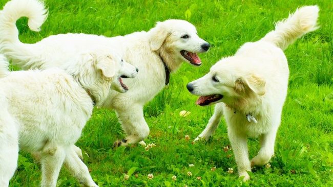 Cynologists recommend feeding maremmo natural food, the basis of which should be meat - up to 50%, preferably raw Cynologists recommend feeding maremmo natural food, the basis of which should be meat - up to 50%, preferably raw
