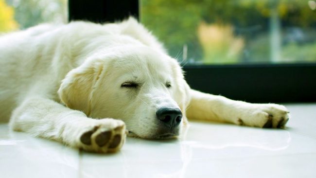 The Maremmo-Abruzzo Shepherd is attached not only to the owner, but also to his entire family, and considers it his duty to ensure the safety of everyone The Maremmo-Abruzzo Shepherd is attached not only to the owner, but also to his entire family, and considers it his duty to ensure the safety of everyone