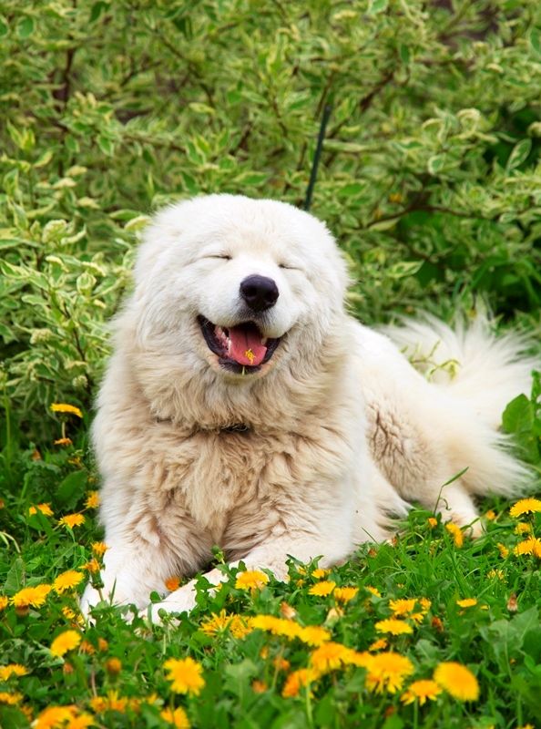 The Maremmo-Abruzzo Shepherd Dog has a soft character and good disposition. The Shepherd Dog is especially delicate with children, which allows it to do anything with itself. The Maremmo-Abruzzo Shepherd Dog has a soft character and good disposition. The Shepherd Dog is especially delicate with children, which allows it to do anything with itself.