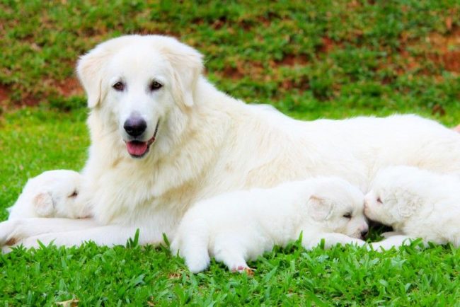 The choice of a puppy should begin with an examination of his mother. If the dog looks very thin and unhealthy, it makes you wonder if she was able to convey good physical characteristics to her offspring. The choice of a puppy should begin with an examination of his mother. If the dog looks very thin and unhealthy, it makes you wonder if she was able to convey good physical characteristics to her offspring.
