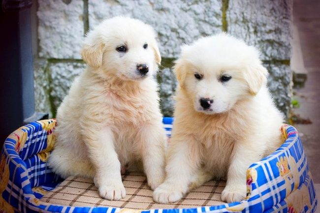 Puppies of the Maremma-Abruzzo Shepherd Dog are mobile, well-fed hicks with a mischievous disposition. They are not afraid of strangers, show curiosity, are ready to play fun for hours on end Puppies of the Maremma-Abruzzo Shepherd Dog are mobile, well-fed hicks with a mischievous disposition. They are not afraid of strangers, show curiosity, are ready to play fun for hours on end