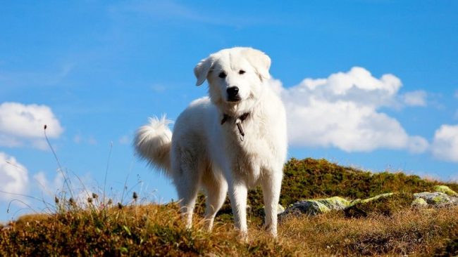 At a young age, the Maremma-Abruzzo Shepherd Dog needs good physical exertion. However, an adult dog does not require increased activity. She needs enough free movement around the yard. At a young age, the Maremma-Abruzzo Shepherd Dog needs good physical exertion. However, an adult dog does not require increased activity. She needs enough free movement around the yard.