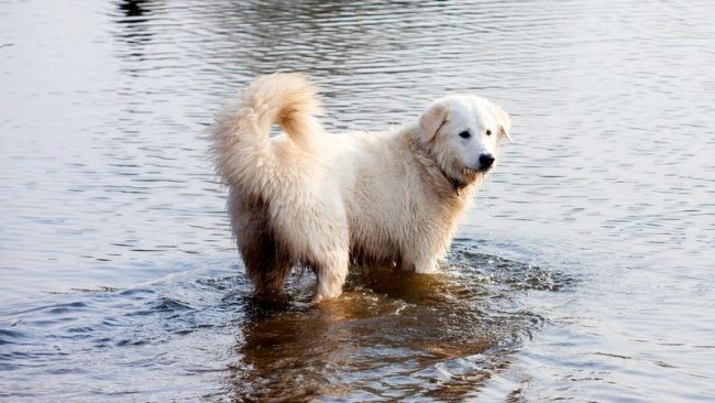 Maremmo-Abruzzo Shepherd loves water procedures Maremmo-Abruzzo Shepherd loves water procedures