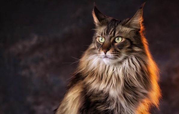 Maine Coon cat of a dark color