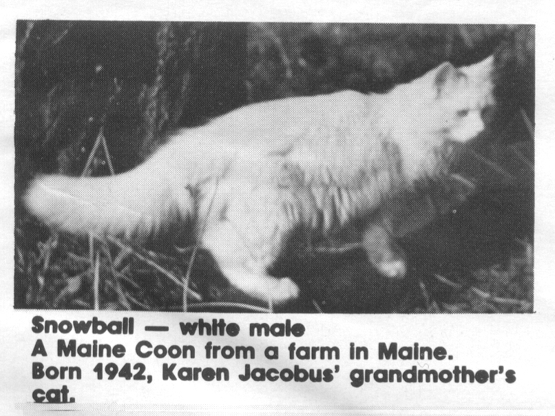 Maine Coon - historical photo
