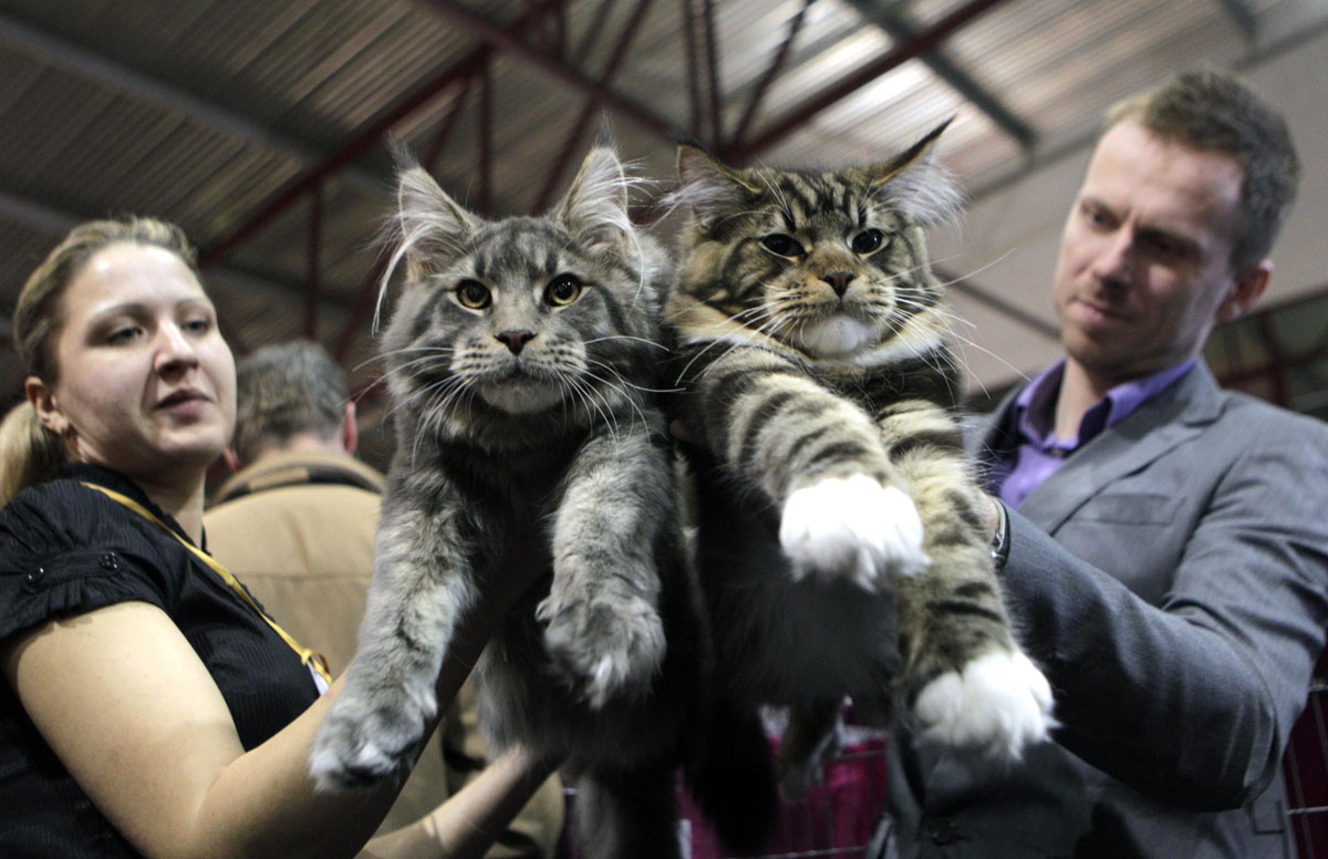 2 Maine Coon cats