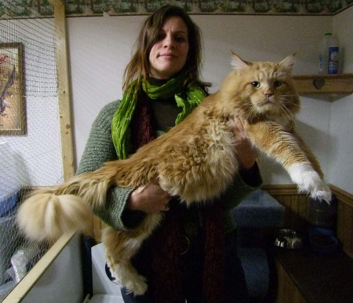 Big red cat Maine Coon