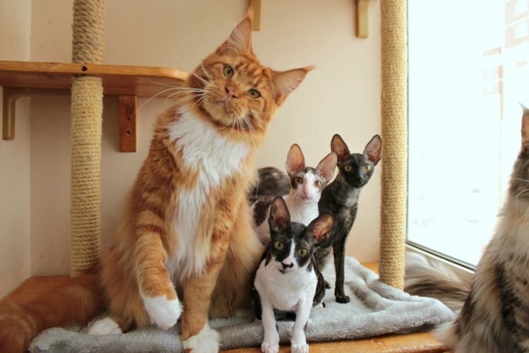 Cat and kittens