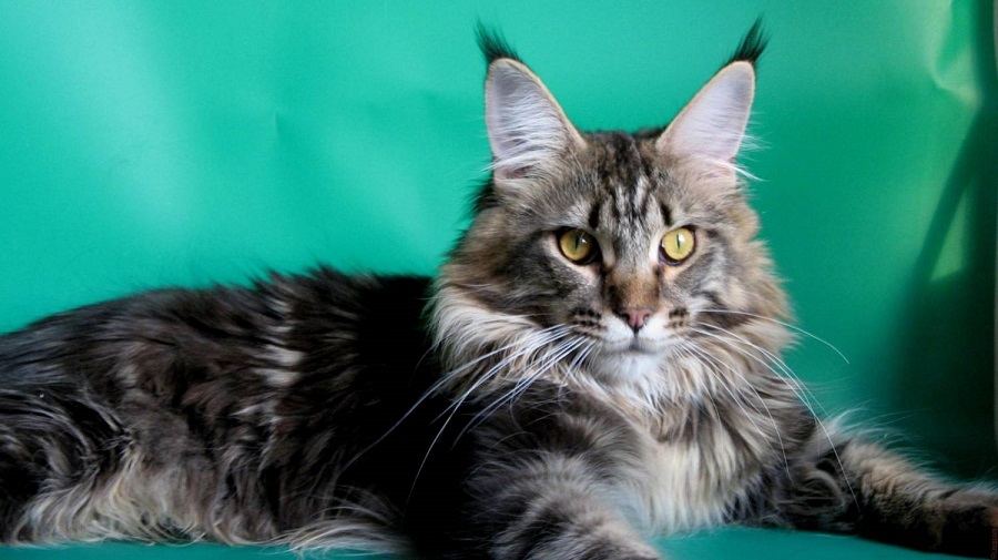 Big cat Maine Coon