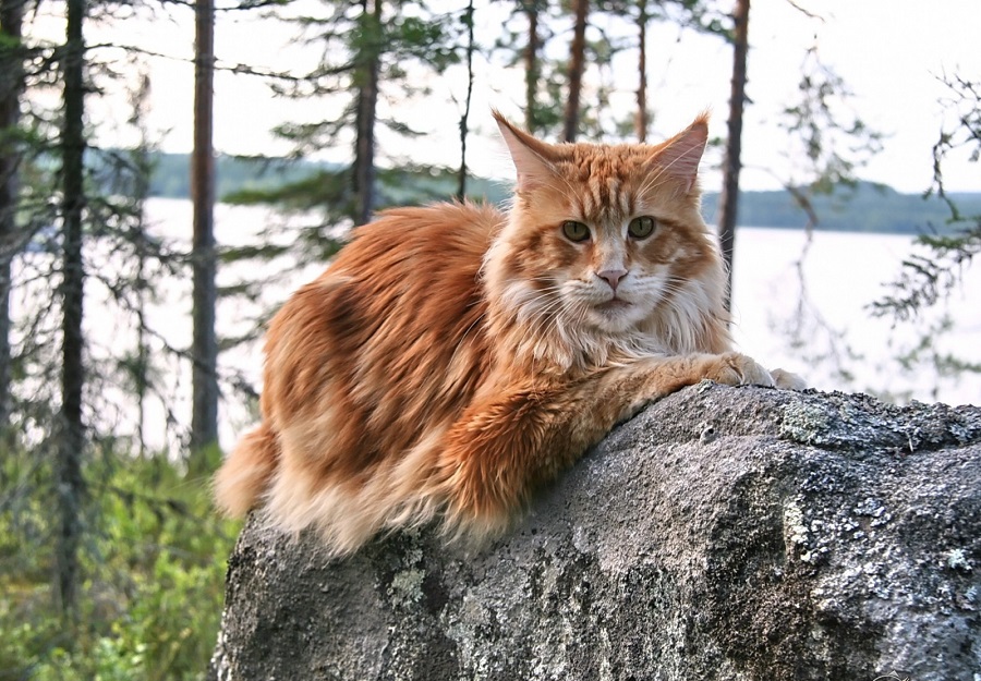 Big cat in the forest