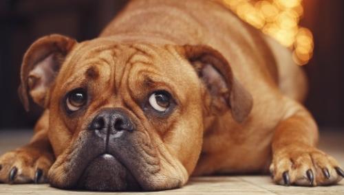 Flatulence and gases in a dog - why a dog blows gas?