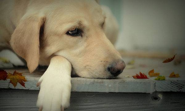 sad and sweet dog