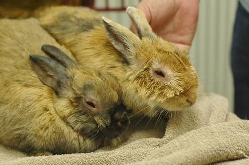 Myxomatosis in rabbits: symptoms, prevention and treatment
