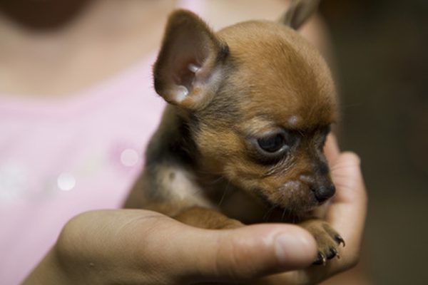 Mini chihuahua - photo and description of the breed