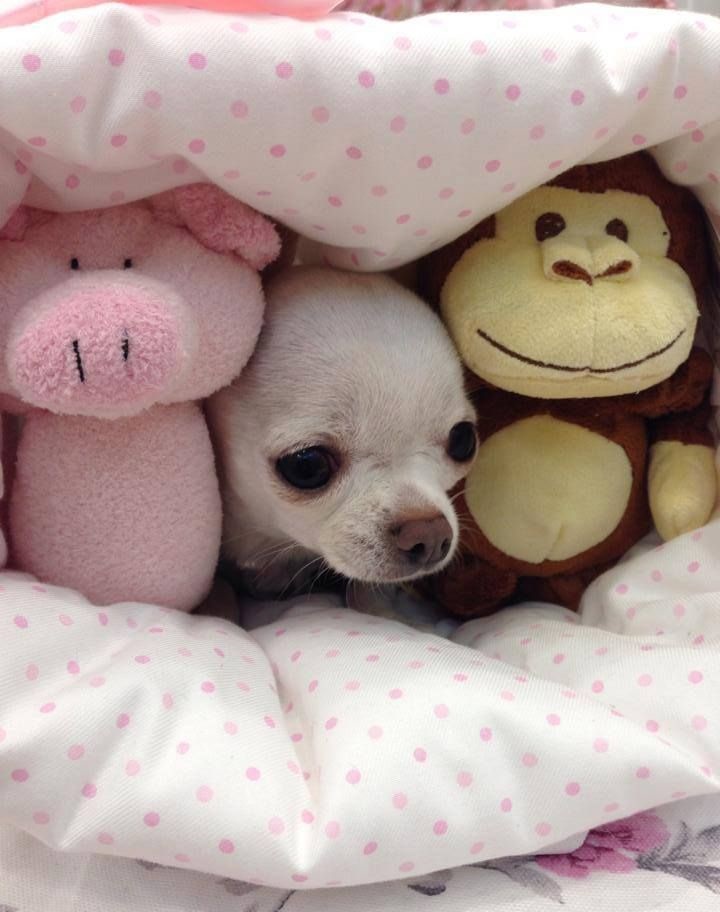 Mini chihuahua - photo and description of the breed