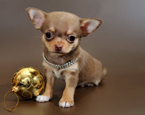 Mini chihuahua - photo and description of the breed