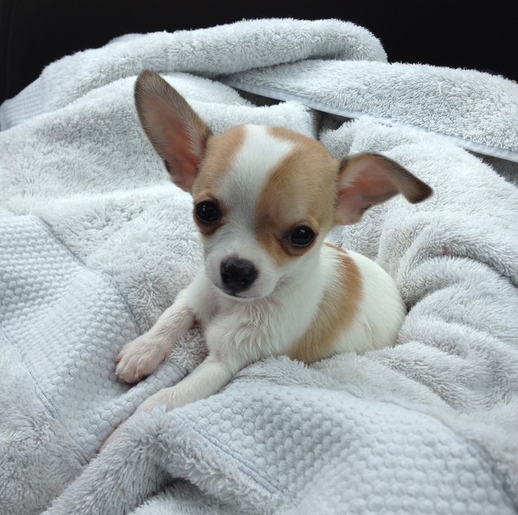 Mini chihuahua - photo and description of the breed