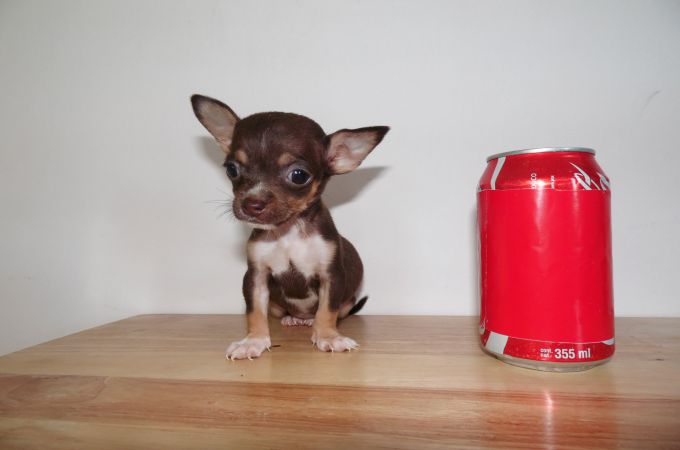 Mini chihuahua - photo and description of the breed