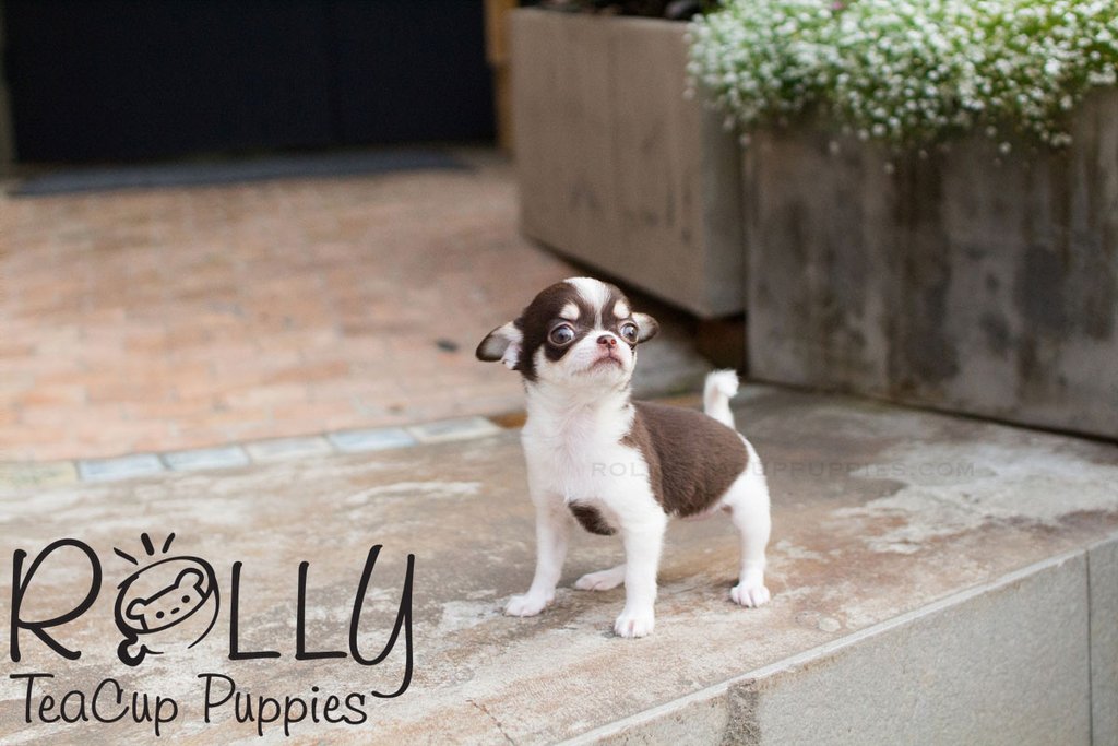 photo Chihuahua mini smooth coat