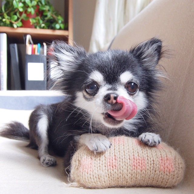 photo Chihuahua mini long-haired