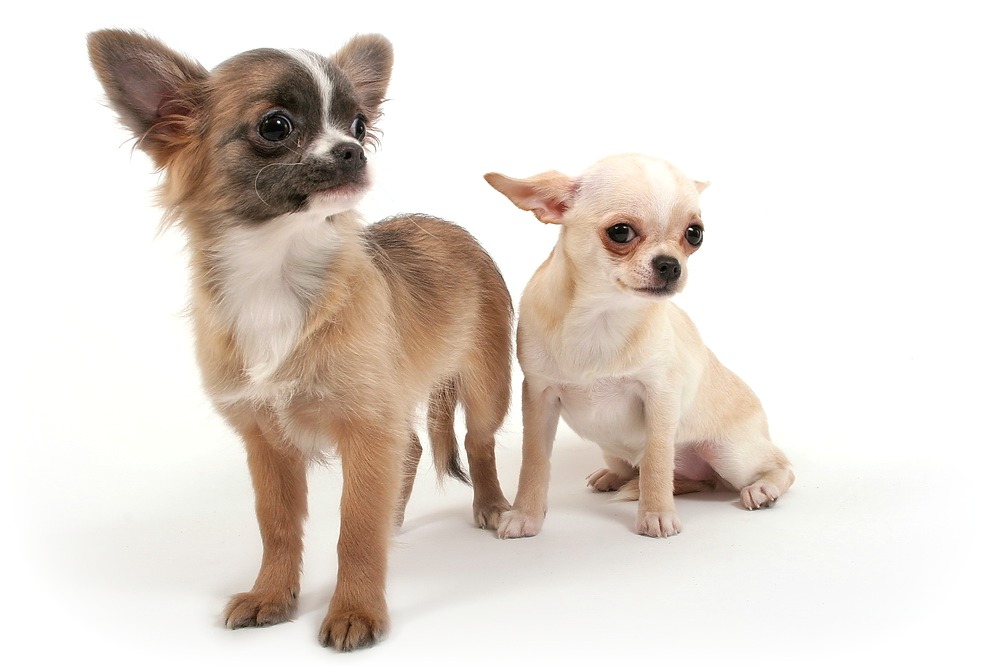 Mini Chihuahua Smooth and Longhair