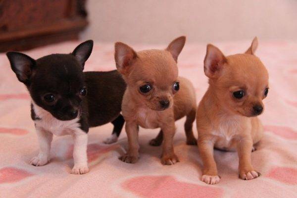 Photo of Chihuahua mini puppies