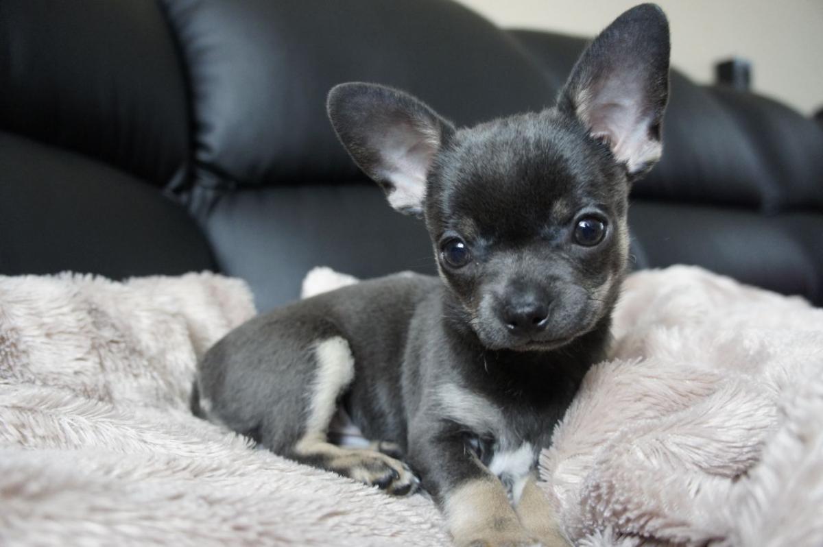 Mini chihuahua - photo and description of the breed