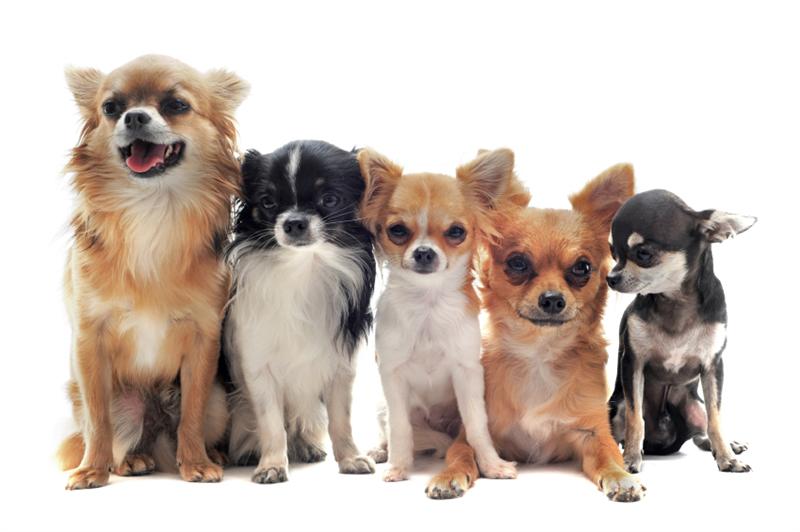 Photo of Chihuahua dogs standard and mini