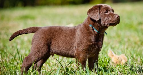 Mini Labrador, is there a breed?