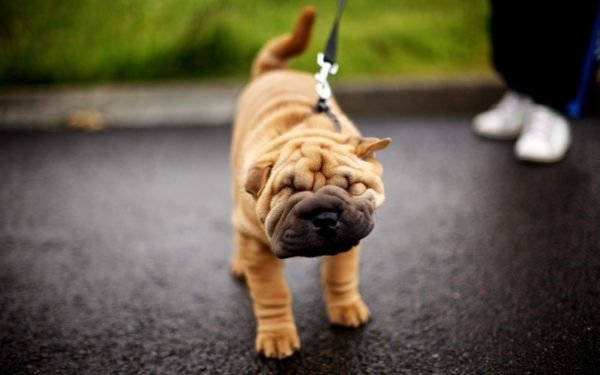 Mini sharpei