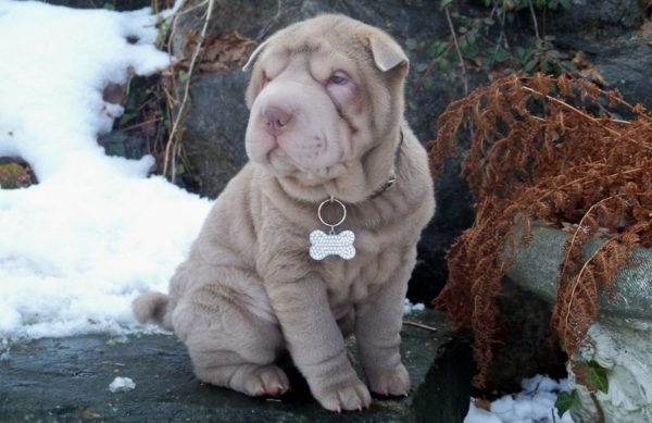 Mini sharpei breed description