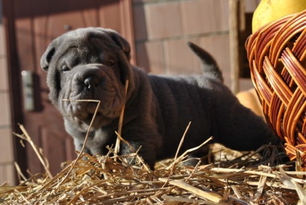 Mini sharpei stands