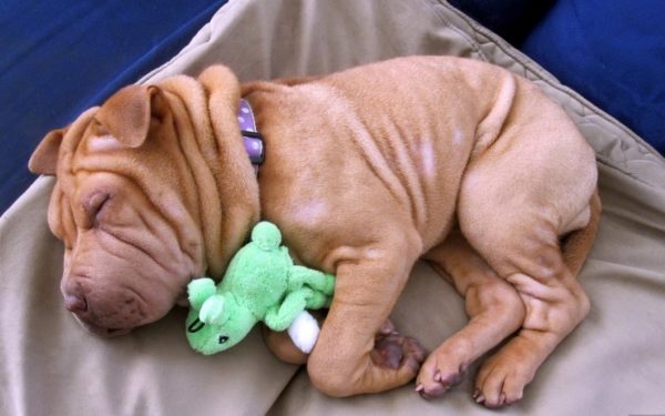 Mini shar pei with a toy