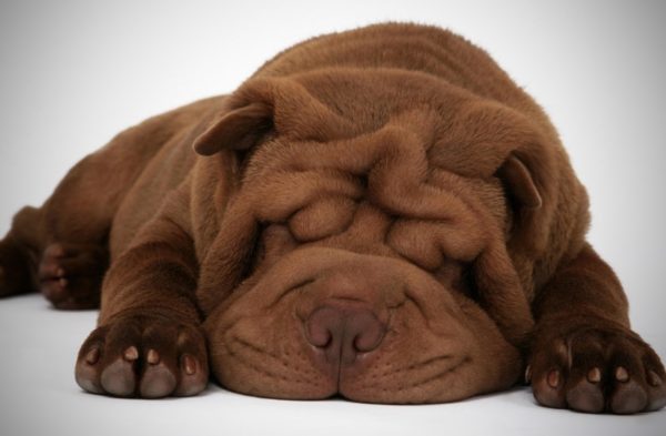 Mini shar pei lies