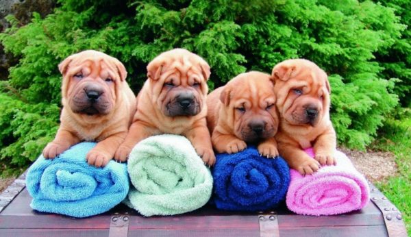 Mini sharpei on towels