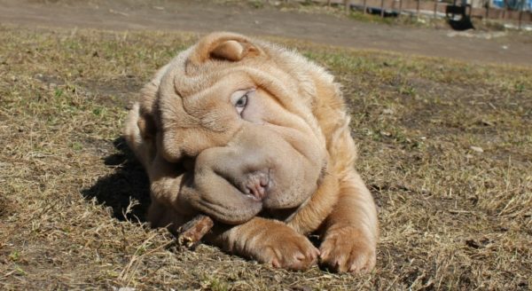 Mini shar pei nibbles a stick