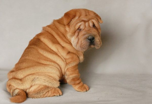 Cute mini sharpei