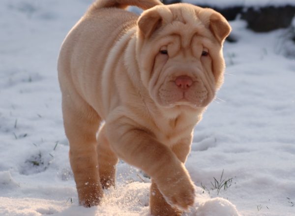 Mini sharpei in winter