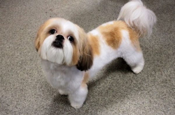 Mini Shih Tzu read the article