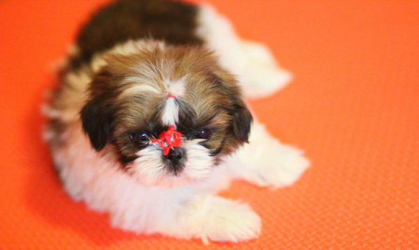 Mini Shih Tzu on an orange background