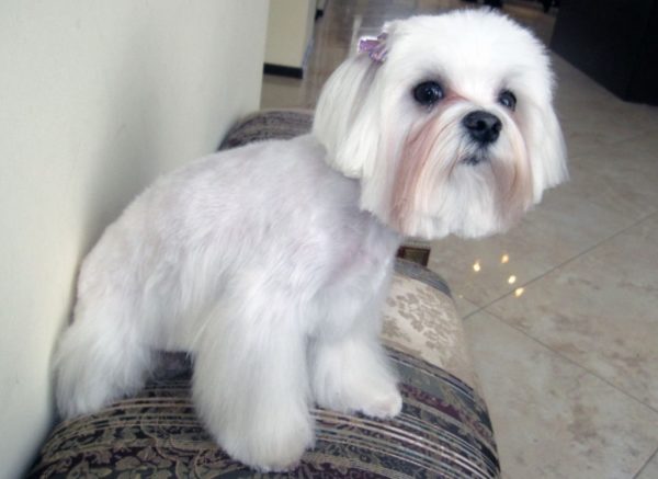 Mini Shih Tzu breed description