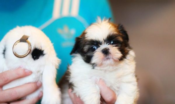 Mini Shih Tzu sweet breed