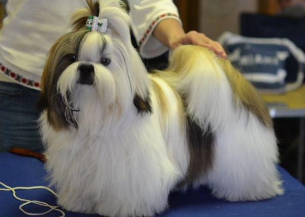 Beautiful Mini Shih Tzu