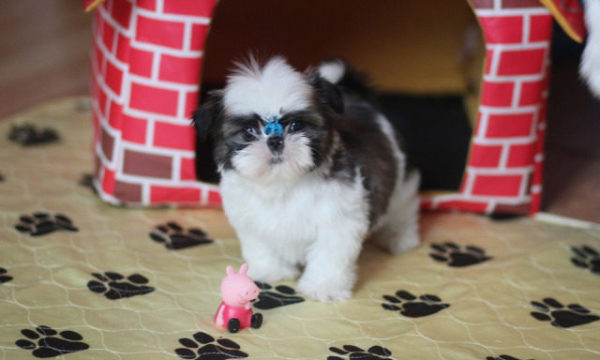 Mini Shih Tzu is playing