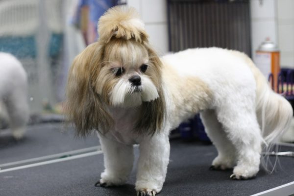 Mini Shih Tzu is worth it