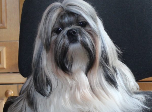 Mini Shih Tzu is sitting