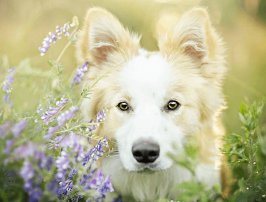 A dog with wildflowers. Photographer Alicia Zmyslovska
