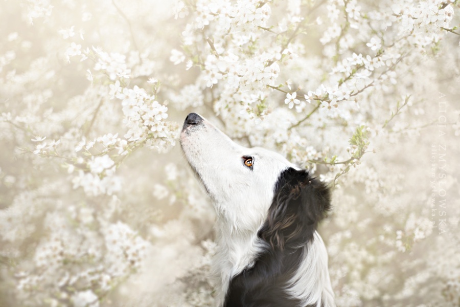 A dog among the bird cherry flowers. Photographer Alicia Zmyslovska