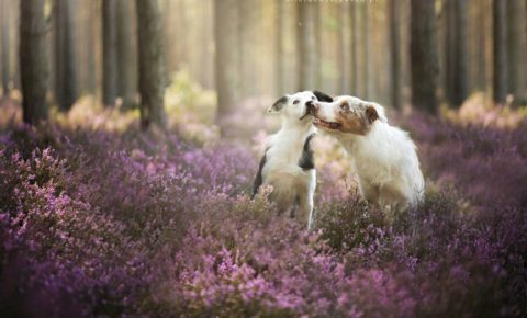 Dogs in the forest Photographer Alicia Zmyslovska